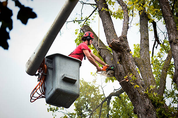 Emergency Storm Tree Removal in Azalea Park, FL